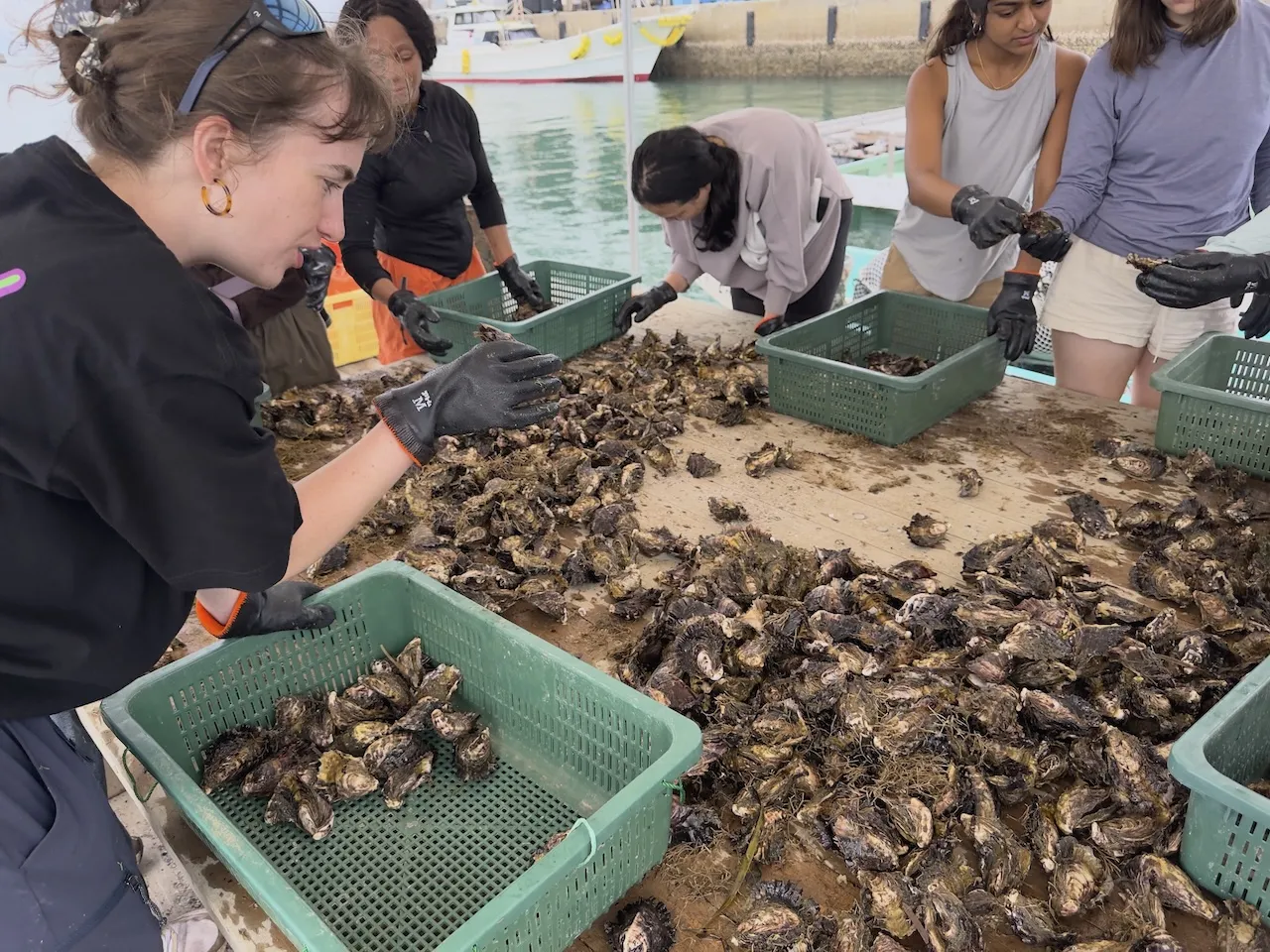 Laura Lock (Climate School '26) harvesting oyster with the cohort. 