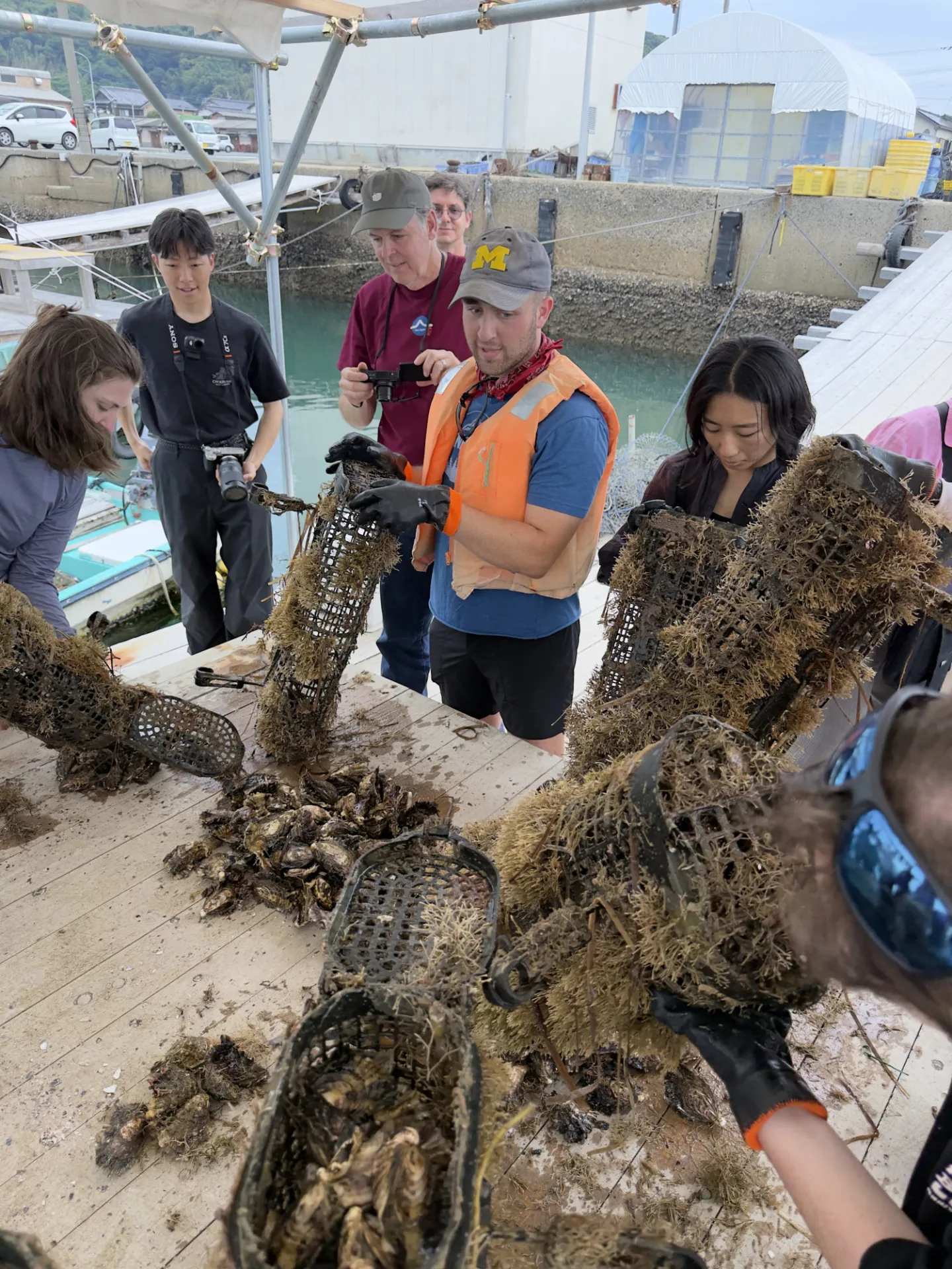 Oyster Harvesting