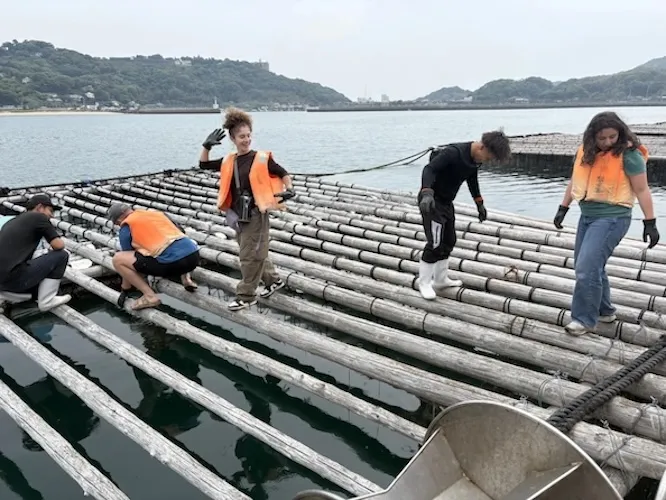 Oyster harvesting